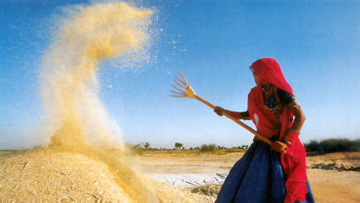 a rural woman at work, Rajasthan