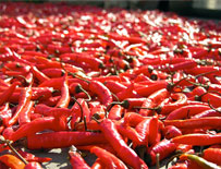 Red Chillies, Red Chillies Rajasthan