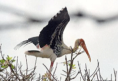 Karikili Bird Sanctuary