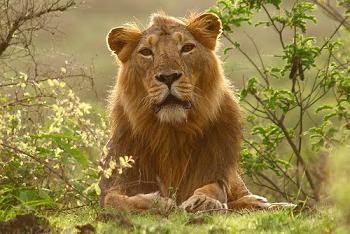 Gir National Park, Gujarat