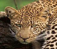 Panther, Peppara Wildlife Sanctuary