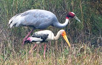 Velavadar National Park, Gujarat