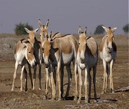 Wild Ass, Indian Wild Ass Wildlife Sanctuary