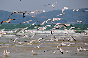 Birds in Goa, Bird Watching in Goa