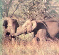 Elephants in Periyar National Park