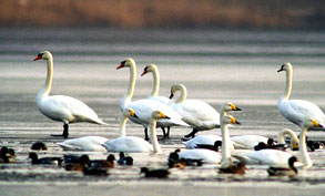 Chilka Lake Bird Sanctuary Orissa India