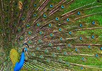 Peacock, Indian Birds