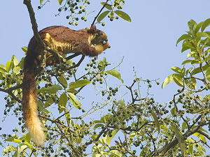 Dandeli Wildlife Sanctuary Karnataka