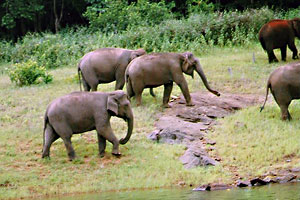 Mudumalai Wildlife Sanctuary Ooty