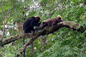 Neyyar Wildlife Sanctuary Kerala