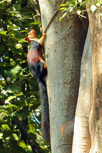 Parambikulam Wildlife Sanctuary Kerala