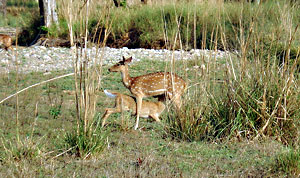 Rajaji National Park Uttaranchal