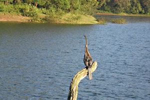 Shendruny Wildlife Sanctuary Kerala