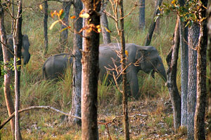 Wayanad Wildlife Sanctuary Kerala