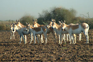 Indian Wild Ass Wildlife Sanctuary Gujarat