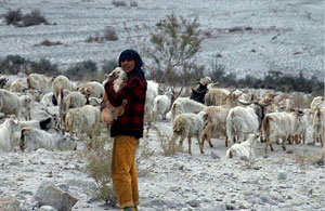 Ladakh Society