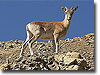 Ladakh Wildlife