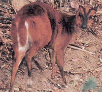 Mizoram Wildlife