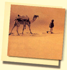 camelo no deserto do Rajastan 