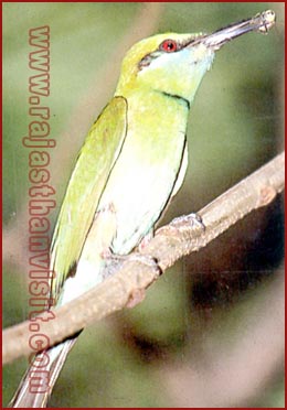 Bee eater with Pray
