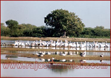 Birds in Bharatpur National Park, Rajasthan