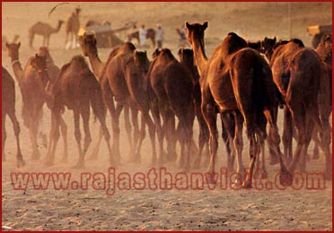 Camel breading farm
