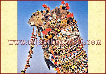 A fully caparisoned camel at Jaisalmer, Rajasthan