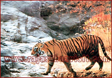 Tiger in sariska