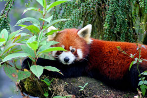 Red Panda Sikkim