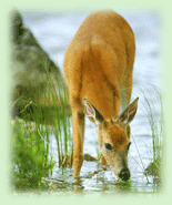 Indian Deer, Deer in Sunderbans National Park