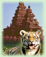 Wildlife Tour, Temple and Tiger Tour