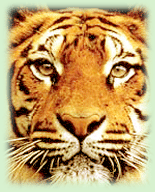 Indian Tiger, Tiger in Kaziranga