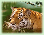 Indian Tiger, Tiger in Corbett National Park