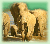 Elephants, Elephants in Kaziranga National Park