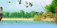 Bird watching tours in Indian subcontinent are getting more and more popularity. Some of the famous tours are Bird watching in Himachal, Himalayas, Nepal, Assam, South India and Goa. 