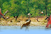 Bird watching tours in Indian subcontinent are getting more and more popularity. Some of the famous tours are Bird watching in Himachal, Himalayas, Nepal, Assam, South India and Goa. 