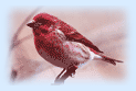 Indian Bird, Red Indian Bird