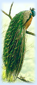 Birds in India, Peacock in India