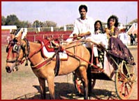 Horse cart of Rajasthan