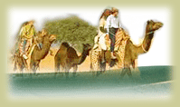 Camel Safari, Camel Safari in India