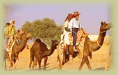 Camel Safari, Camel Safari in Rajasthan