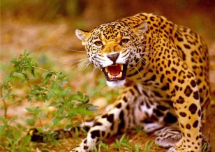 Wildlife in Rajasthan, Leopard in Ranthambore National Park