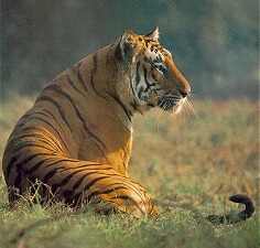 Wildlife in Rajasthan, Ranthambore National Park