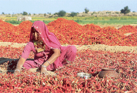Agriculture, Agriculture in Rajasthan