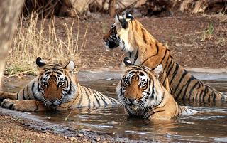 Tiger, Tiger in Ranthambore National Park