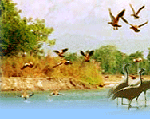 Indian Birds, Birds in Sikkim