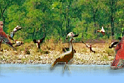 Bird Watching Tour, Sikkim Bird Watching Tour