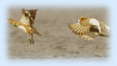Bird Watching Tour in South India also deals with some of the bird parks and sanctuaries of South India like Ranganathittu Bird Sanctuary and Kumarakom Bird Sanctuary.