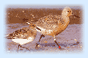 Sikkim Birds, Birds in Sikkim 