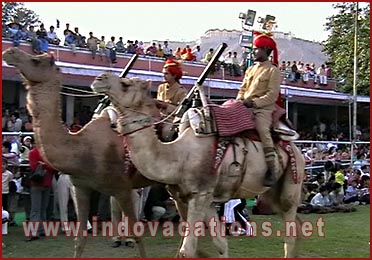 Camels in Festival, Jaipur, Rajasthan